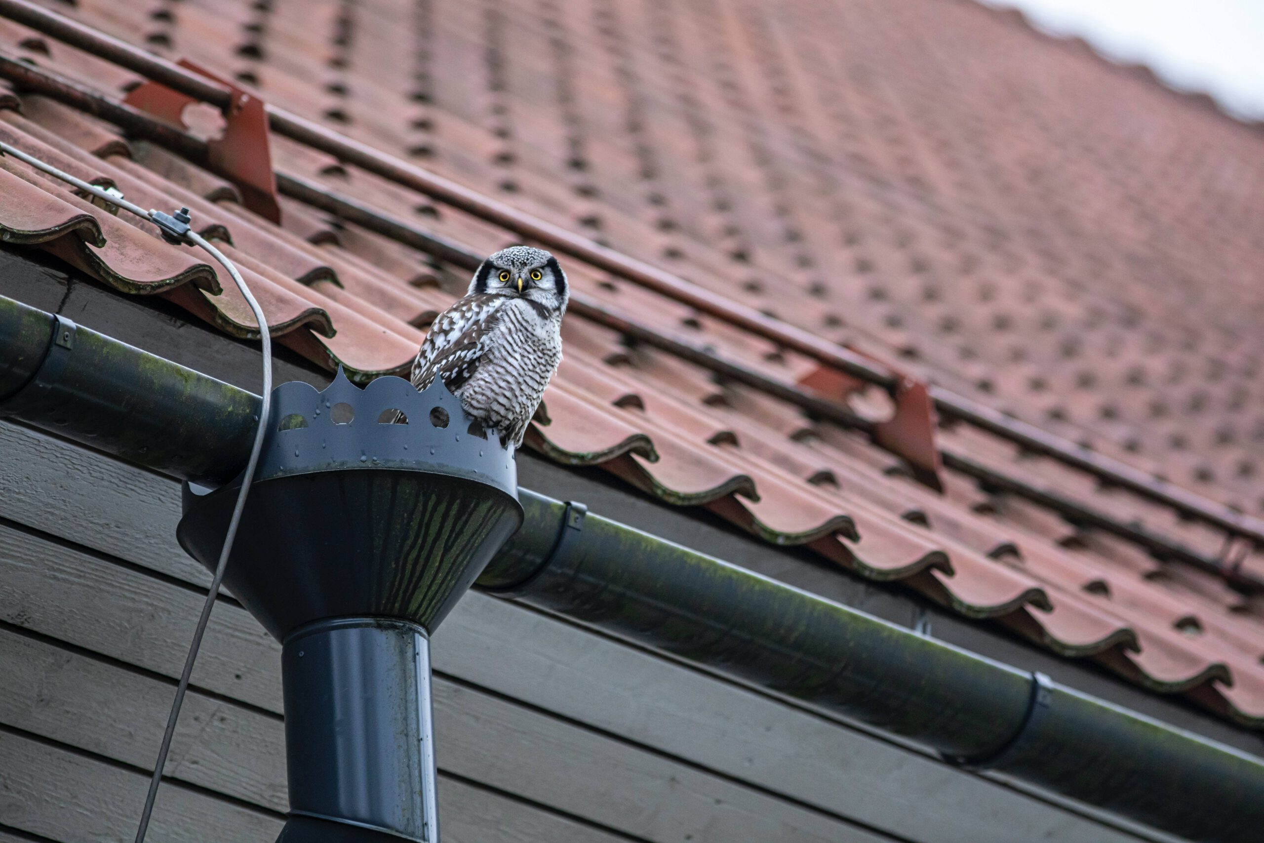 How to Unclog a Gutter Downspout